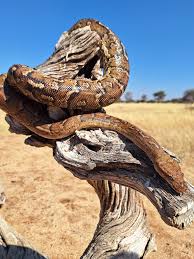 Image result for Dissotis anchietae