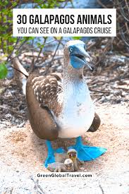 The wildlife of the galapagos islands has a lore all its own. 30 Amazing Galapagos Islands Animals