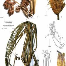 Image result for Sphaerocyperus erinaceus