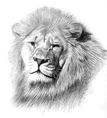 Black And White Lion Tattoo Realistic Realistic Lion Tattoo Design Cool Pencil Drawing Of The Realistic Lion Lion Tattoo Design Lion Tattoo Animal Symbolism