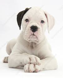 Puppy height calculator dog size chart puppies boxer dogs. Black Eared White Boxer Puppy Stock Image C041 0640 Science Photo Library