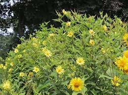 The plant was first domesticated in the americas. Kleinkopfige Sonnenblume Lemon Queen Bestes Stauden Wissen