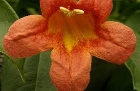 Check spelling or type a new query. Crossvine Tangerine Beauty Central Texas Gardener