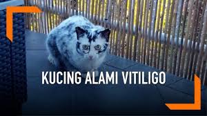 Gunawan ardiyanto064 5 months ago. Berita Bulu Kucing Hari Ini Kabar Terbaru Terkini Liputan6 Com