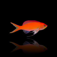 Image result for Disperis mozambicensis