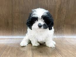 I am looking to rehome my cavapoo puppies they are absolutely gorgeous they have a wonderful temperament they have been brought up in a family home with lots of love and attention i would like them to go to a five star home that can continue to give them all the love they need. Cavapoo Dog Female Black White 2588298 Petland