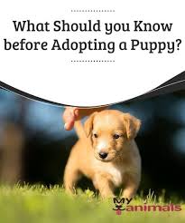 What Should You Know Before Adopting A Puppy When Adopting A Puppy It S Taken As Given That The Dog Will Live With Puppy Adoption Puppies Holistic Pet Care