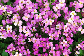 Flowering ground cover plants can transform pathways, accent garden features, or grow where there is little sun. Create A Carpet Of Color In Your Yard With Groundcovers Costa Farms