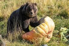 Big Bears Big Veggies