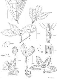 Image result for Grewia mildbraedii