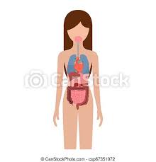 This article looks at female body parts and their functions, and it provides an interactive diagram. Colorful Silhouette Female Person With Internal Organs System Of Human Body Vector Illustration Canstock