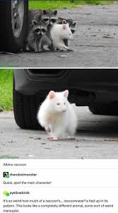 Check spelling or type a new query. Albino Raccoon Therobotmonster Quick Spot The Main Character It S So Weird How Much Of A Raccoon S Raccoonness Is Tied Up In Its Pattern This Looks Like A Completely Different Animal Some Sort