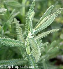 Image result for Lavandula dentata