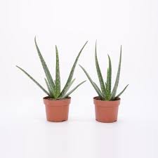Aber der schutz innen hat die fplanze geschützt. Aloe Vera Pflanze 25 Cm Echter Aloe Vera Kaufland De