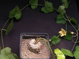 Image result for Coccinia mildbraedii