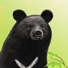 formosa black bear black bear cartoon illustration
