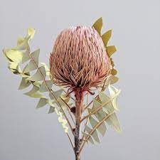 Blush Pink Banksia Baxteri Australian Native Flowers Australian Flowers Dried Flowers