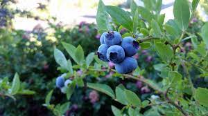 Check spelling or type a new query. China Blueberry Report 2020 Industry Growing Rapidly Produce Report