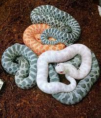 Most Recent Snap Shots Snake Pet Hognose Thoughts We Often Get Questions About What S A Great Beginner Friendly Snake For Pet Snake Cute Reptiles Hognose Snake