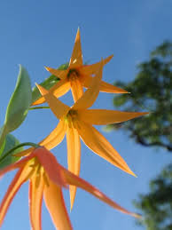 Image result for Littonia