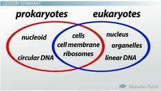 Prokaryotic Cell Cell Membrane Prokaryotes
