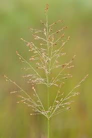 Image result for Panicum maximum