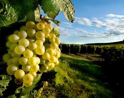 Era nr.1 in topul preferintelor mele si bunica avea grija sa puna multe borcane de compot de struguri. Struguri Albi Agropost