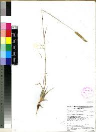 Image result for Tragus koelerioides