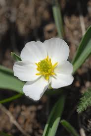Image result for Ranunculus rionii