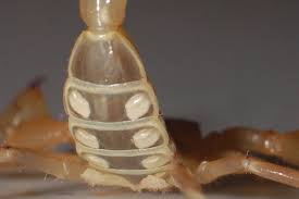 Pregnant Scorpions Arachnoboards