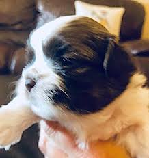 Planning for a new puppy can be a fun experience for the entire. North Texas Shih Tzu Home Facebook