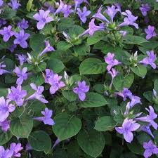 Image result for Barleria tanzaniana