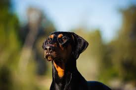 Für seinen besitzer eine viel zu kurze zeit. Dobermann Alles Zum Temperamentvollen Wach Und Familienhund