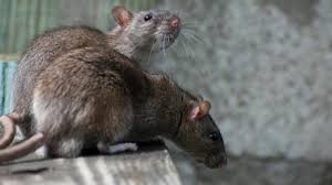 Tikus merupakan salah satu hama yang meresahkan banyak orang. Waspada Penyakit Kencing Tikus Di Musim Hujan Dan Banjir Page 3 Of 3 Postiga Co Id
