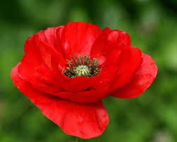 We did not find results for: Red Poppy National Flower Of Belgium Meaning Of The Poppy