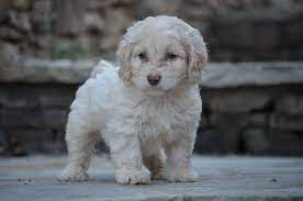 Cockapoo Puppy For Sale Cockapoo Puppies For Sale Cockapoo Puppies Puppies
