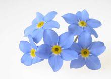27933907 itt a videóletöltés ideje! Forget Me Not Zxc Wiki