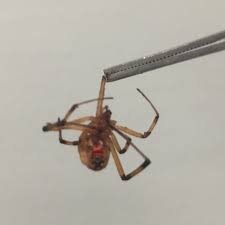 The black widow spider produces a protein venom that affects the victim's nervous system. Cureus A Case Of Brown Widow Envenomation In Central Florida