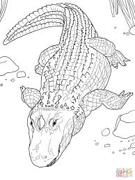 American Alligator Or Common Alligator Coloring Page Jpg 1200 1600 Animal Coloring Pages Coloring Pages Animal Coloring Books