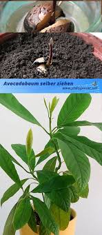 Avocado Pflanzen Avocadobaum Selber Ziehen Pflanzen Avocado Baum Avocadobaum