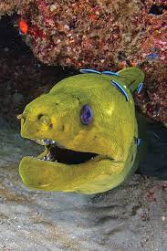 Definitions of moray from wordnet. Nine Facts You Didn T Know About The Moray Eel Sport Diver