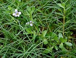 Image result for Bacopa hamiltoniana