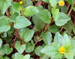 Image result for Spermacoce princeae