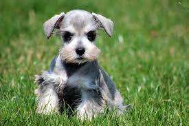 Miniature Schnauzer Puppies Schnauzer Miniature Puppy For Sale For 550 Bentley Mini Sc Schnauzer Puppy Miniature Schnauzer Puppies Miniature Puppies