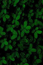 Server 1 image/jpg (470 downloads): Hd Wallpaper Green Leafed Plant Foliage Plants Carved Nature Green Color Wallpaper Flare