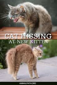 Cat Hissing At A New Kitten In 2020 Cats Kitten Cats Smelling