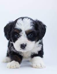 We did not find results for: Small Black And White Dog Breeds Cheap Online