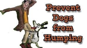 Learn how to housebreak your dog in 6 days for free. Humping How To Prevent Humping Using Positive Methods Youtube