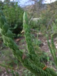 Image result for Ecbolium hastatum