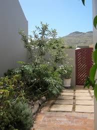 Image result for Brachylaena discolor